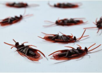 What to Do If My Apartment Is Infested with Roaches