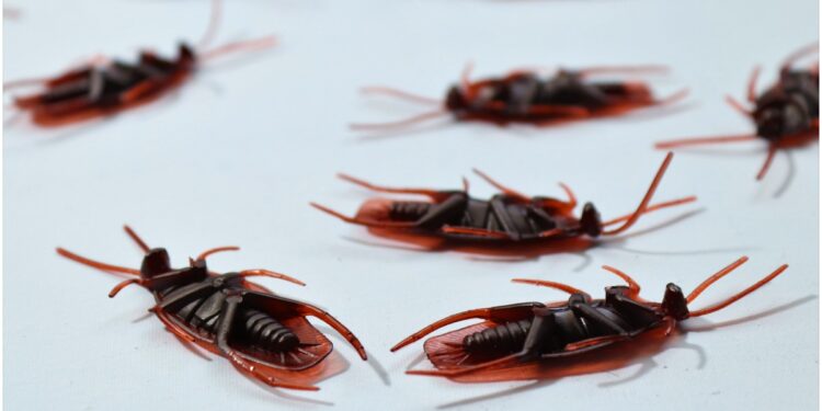 What to Do If My Apartment Is Infested with Roaches