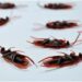 What to Do If My Apartment Is Infested with Roaches