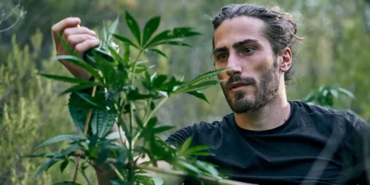 Discover Kratom to Optimize Wellness for a Healthier Lifestyle