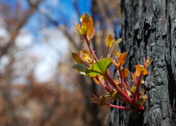 Healing from Trauma: Steps to Recovery